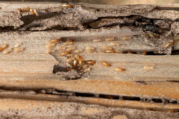 Bird Control in Santa Venetia, CA
