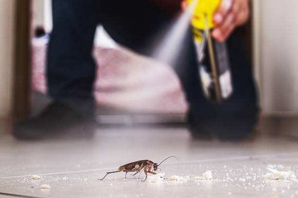 Best Termite Control Services  in Santa Venetia, CA
